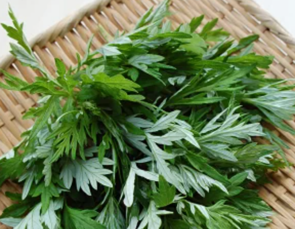 Home JP | Yomogi Herbal Oasis